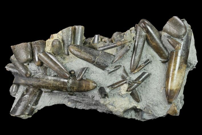 Fossil Belemnite (Paxillosus) Mortality Plate - Germany #133276